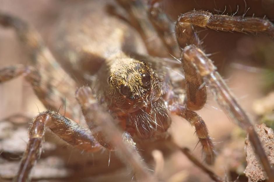 Przerobił kitowe 18-55 na obiektyw makro. Efekt jest zachwycający! 8