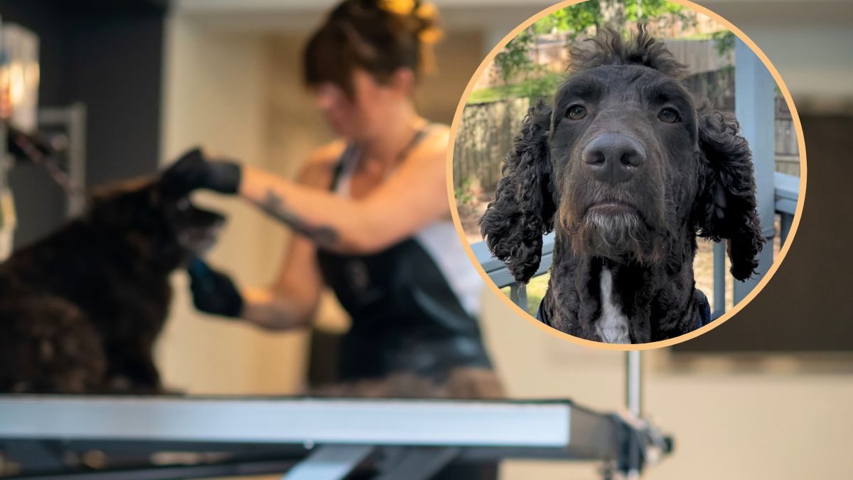 Psi fryzjer zafundował Henry'emu nietypową fryzurę.