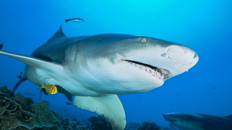 Samica rekina, która zaatakowała człowieka w Hurghadzie, była w ciąży ...