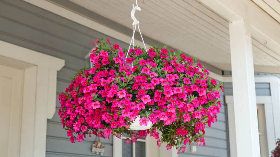 Calibrachoa prezentuje się wspaniale 