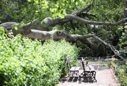 Warszawa. Drzewo wycięte. Obrońcy pokonani