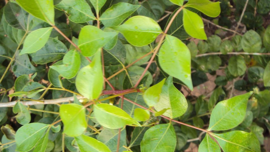 Commiphora caudata, Vinayaraj, CC BY-SA 3.0