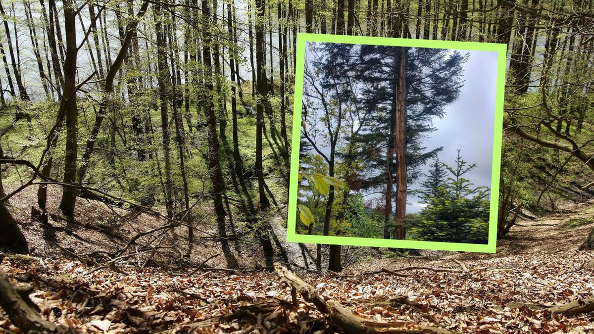 Blizny po burzy – tajemnicze ślady piorunów na drzewach