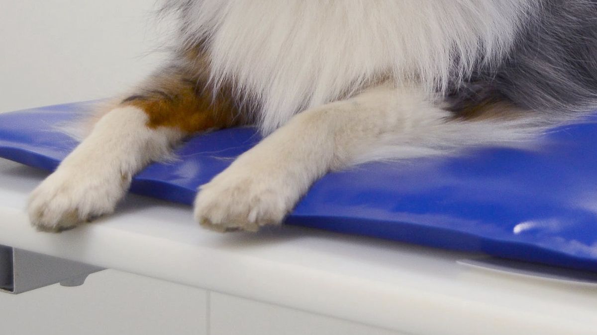 pies czworonog policja