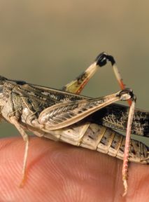 Experts expect locusts to appear in Poland in greater numbers