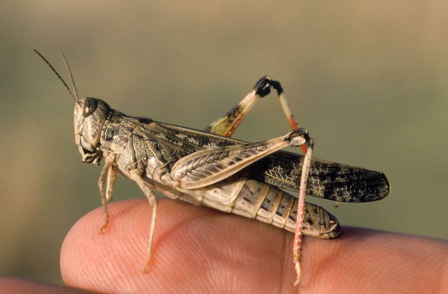 Experts expect locusts to appear in Poland in greater numbers