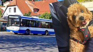 Pies, który jeździł autobusem. Wzorowa postawa kierowcy w Sopocie