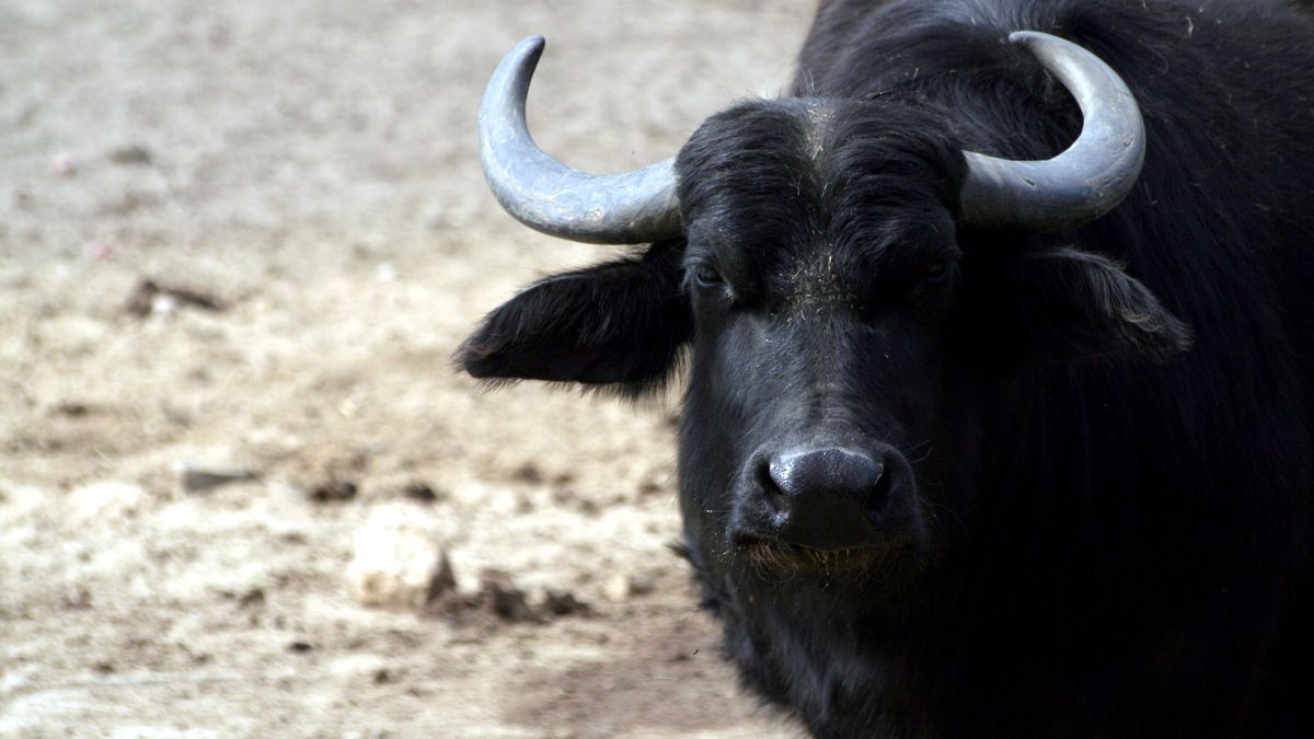 byk uciekł z gospodarstwa by wieść samotny żywot na wolności/ zdjęcie poglądowe