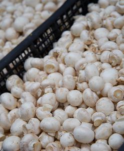 "To nie upadłość". Pieczarkowy gigant ma plan na przetrwanie