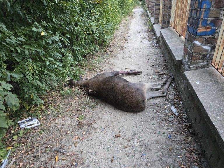 Martwego łosia znaleźli mieszkańcy osiedla