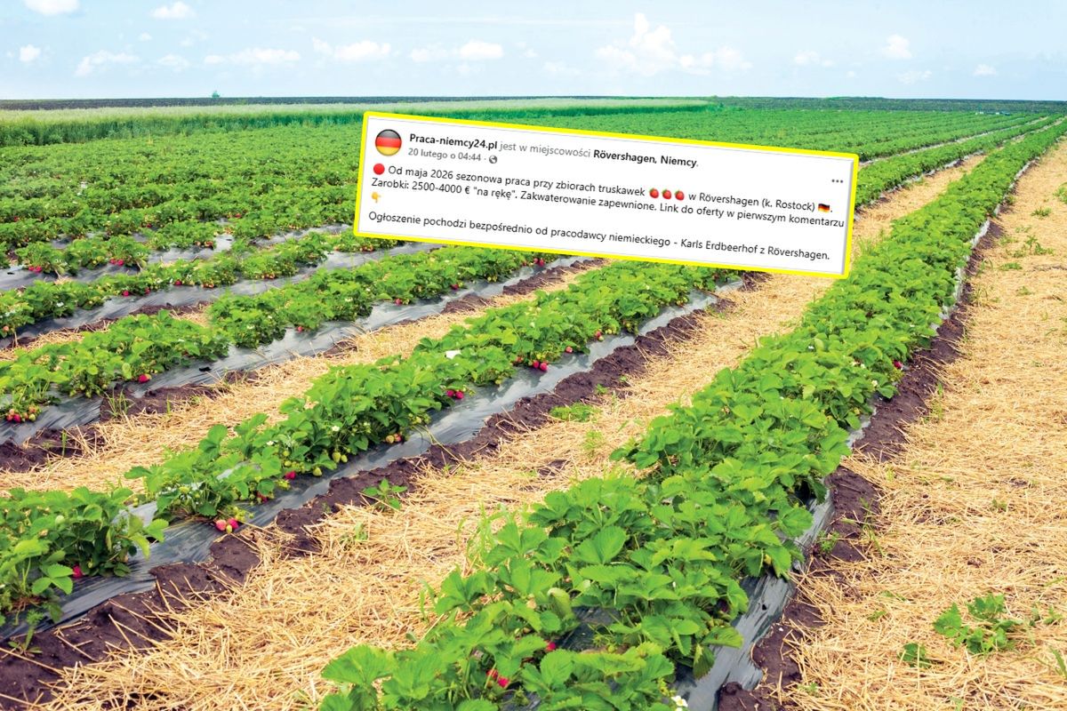 Niemcy dają pracę. Polacy zareagowali natychmiast. Wymowne