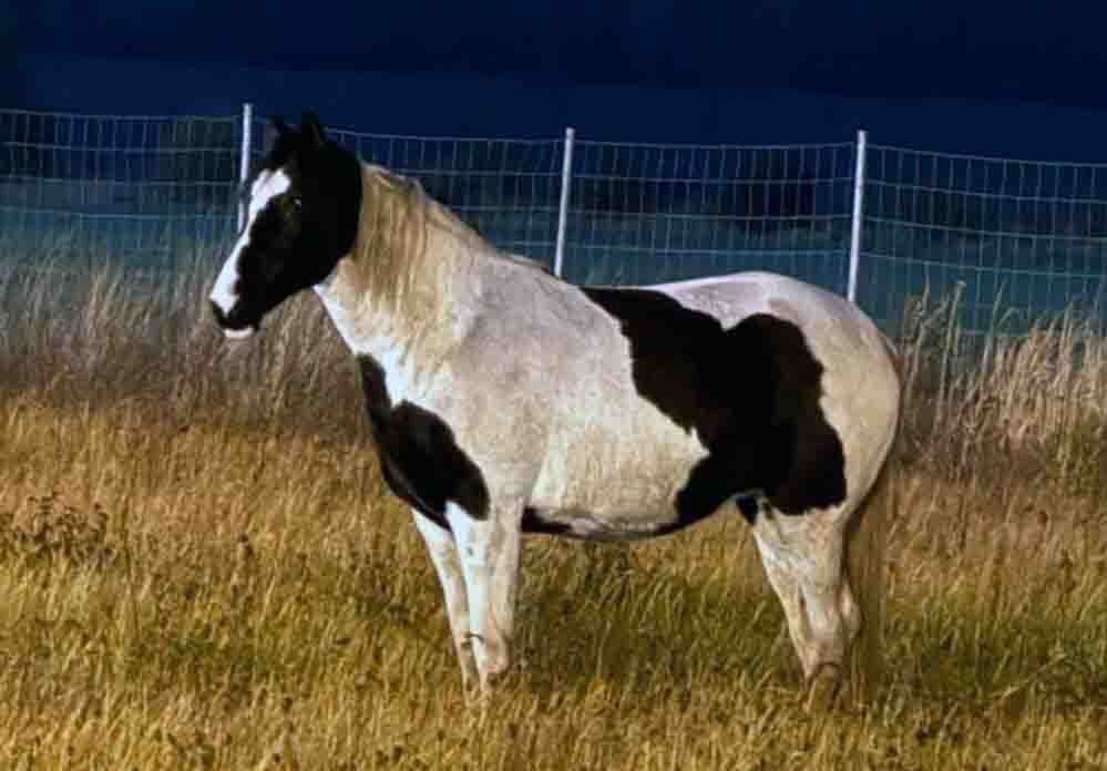 Chojnowo: Niecodzienny spacerowicz pojawił się przy autostradzie, kierowcy zwalniali