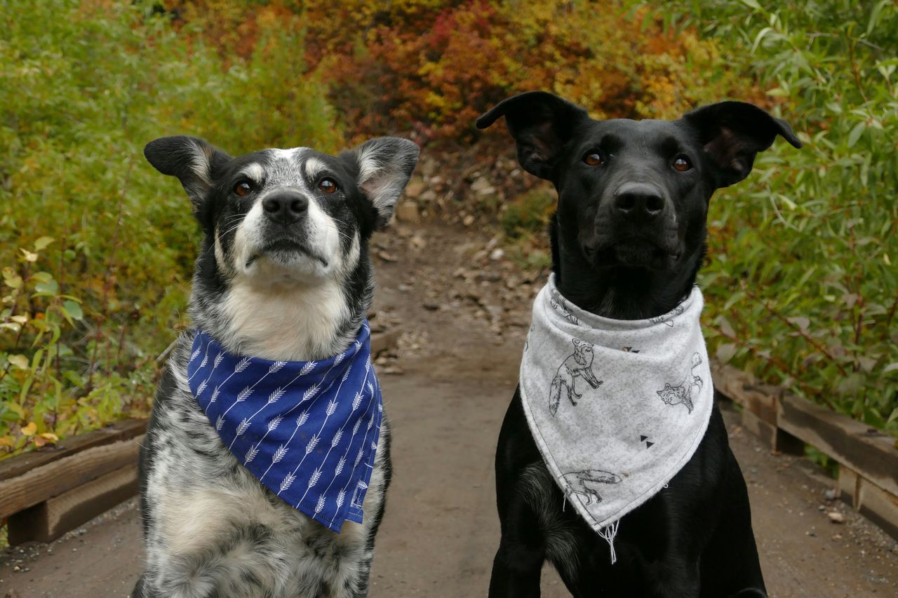 Dogs demonstrate advanced communication through soundboards