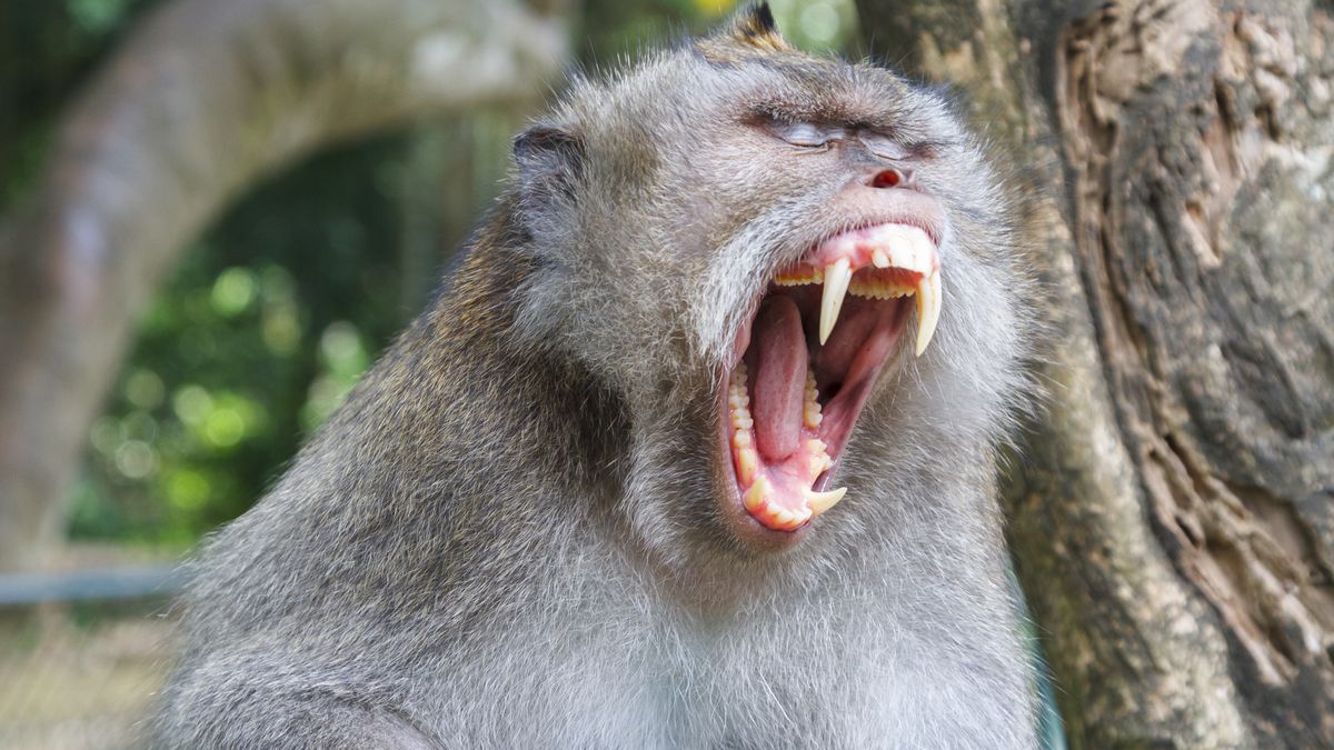 Makaki na Bali włamują się do domów, aby zdobyć pożywienie