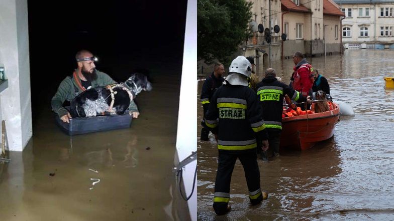 Wiadomo, co z porzuconym w czasie powodzi Oreo