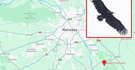 Prawdziwy olbrzym pod Warszawą. To rzadki widok w Polsce
