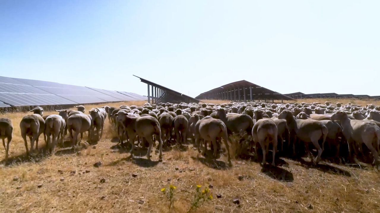 Największa w Europie farma fotowoltaiczna posłuży też jako pastwisko