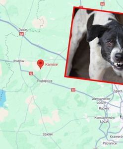 Kolejne śmiertelne pogryzienie? Psy zabrane właścicielce