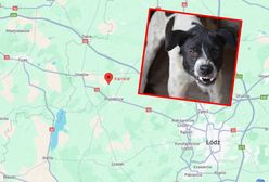 Kolejne śmiertelne pogryzienie? Psy zabrane właścicielce