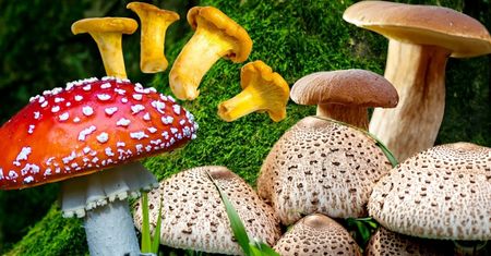 Jakim grzybem jesteś? Borowik szlachetny - to na pewno nie Twój ex! (PSYCHOTEST)