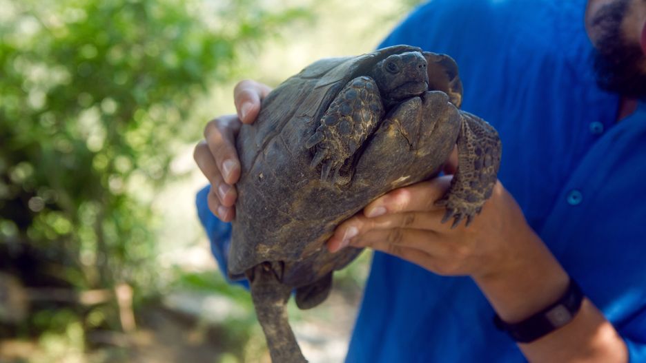 Mężczyzna podnosi żółwia, żółw na pasie startowym na lotnisku w Japonii, żółw przechadzał się po lotnisku
