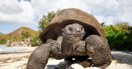 Na atolu Aldabra żyje 180 tys. żółwi. To więcej niż ludzi na całych Seszelach