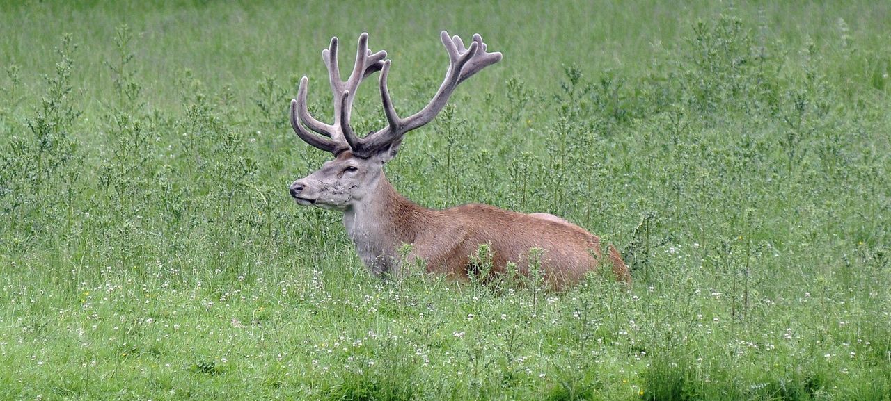 Zaczyna się rykowisko. Rogacze stają do rywalizacji
