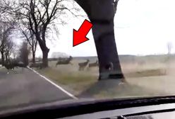 Stado jeleni na drodze w Wielkopolsce. Nagranie leśników z niezwykłego spotkania
