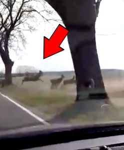 Stado jeleni na drodze w Wielkopolsce. Nagranie leśników z niezwykłego spotkania