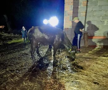 Kramsk: Strażacy uratowali krowę, która wpadła do szamba