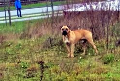 Agresywny amstaff zaatakował. Policja prosi o pomoc