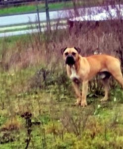 Agresywny amstaff zaatakował. Policja prosi o pomoc