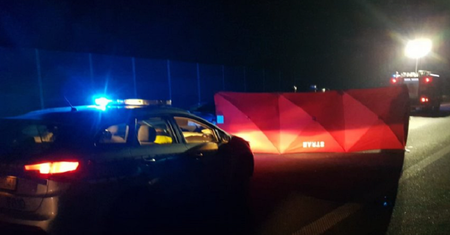 Łoś wbiegł na autostradę A1. Skończyło się tragicznie