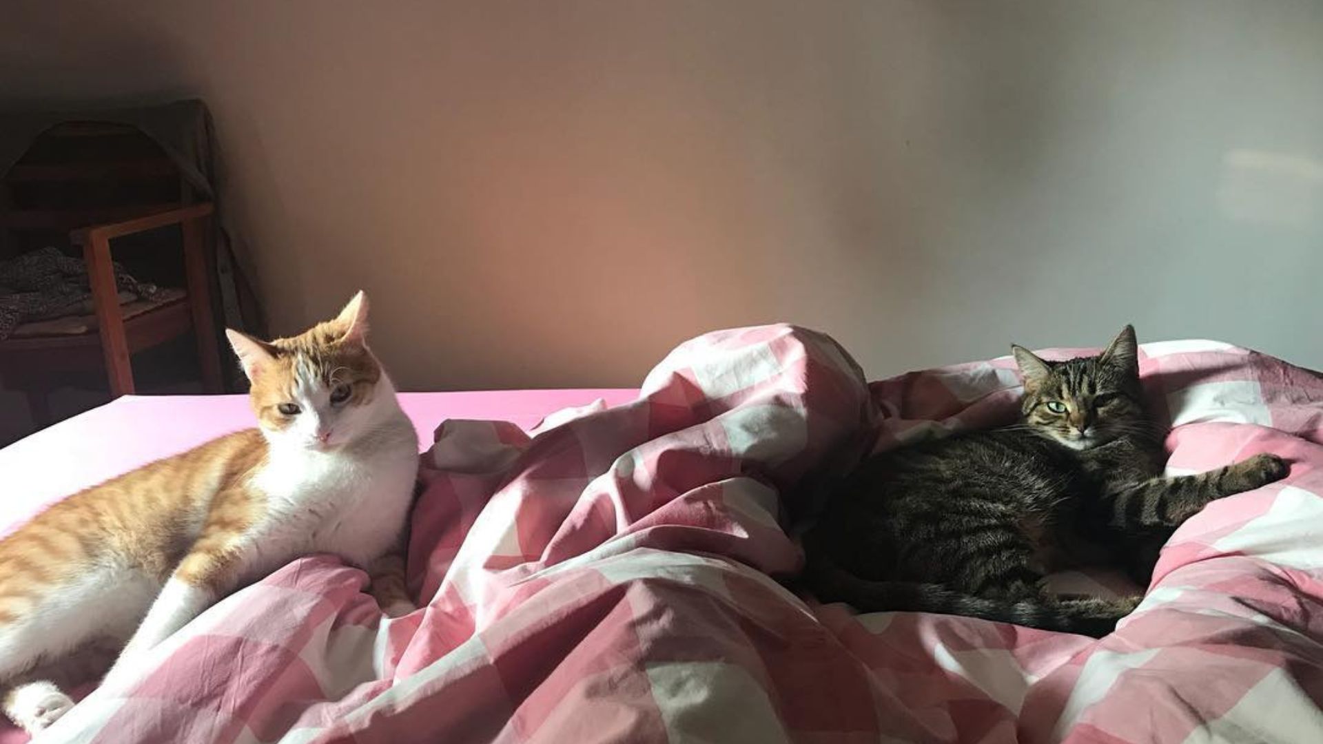 Tak mieszka Magdalena Cielecka