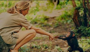 Jane Goodall zabierała syna do dżungli. Hugo z szympansami nie chciał mieć nic wspólnego