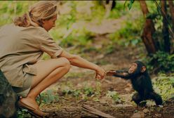 Jane Goodall zabierała syna do dżungli. Hugo z szympansami nie chciał mieć nic wspólnego