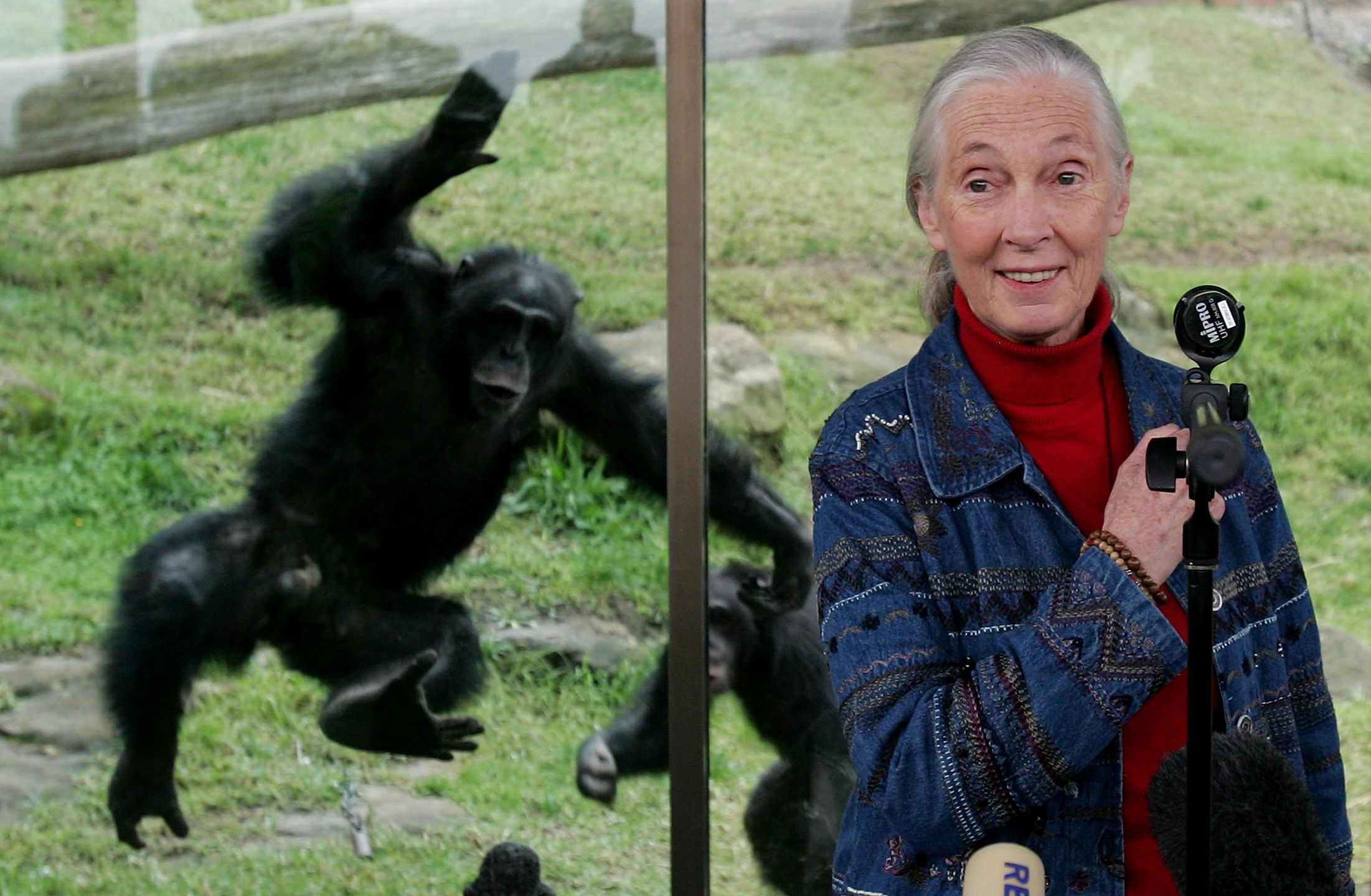 Jane Goodall 