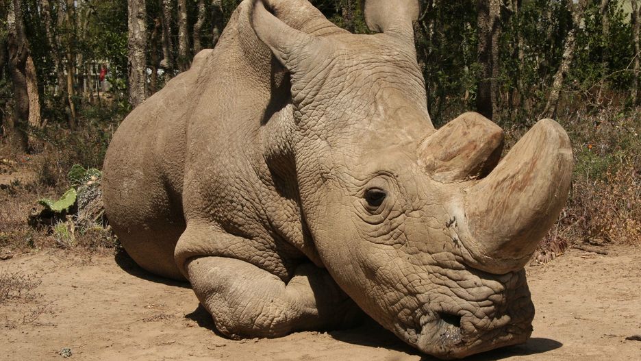 Sudan był ostatnim męskim przedstawicielem tego gatunku na świecie