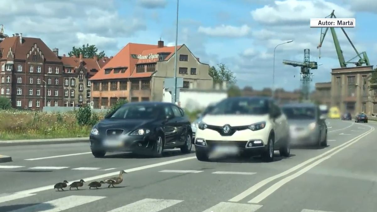 gdańsk kaczki rodzina