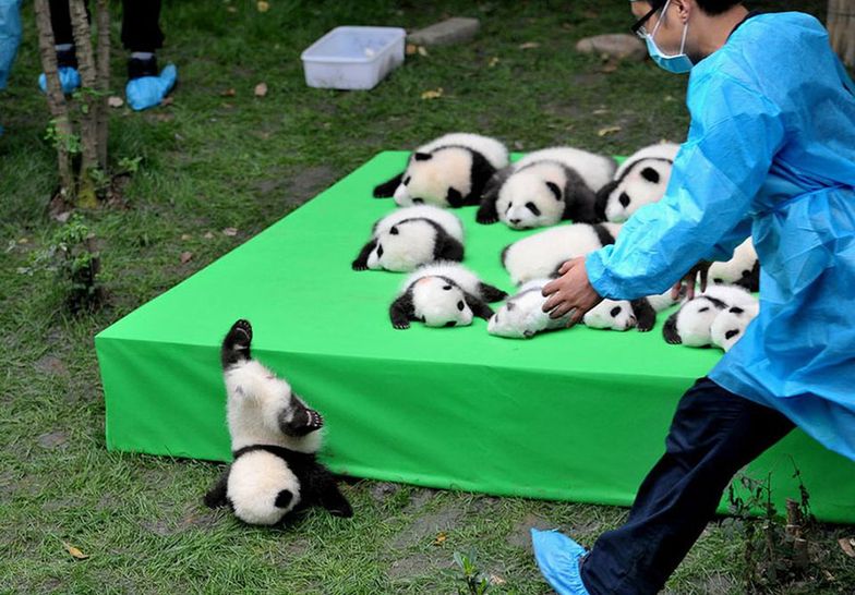 Mała panda spada ze sceny podczas wystawy pand urodzonych w 2016 roku. Chengdu, prowincja Sichuan, Chiny