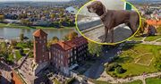 Uciekł z hotelu dla psów. "Na własną łapę wracał do domu"
