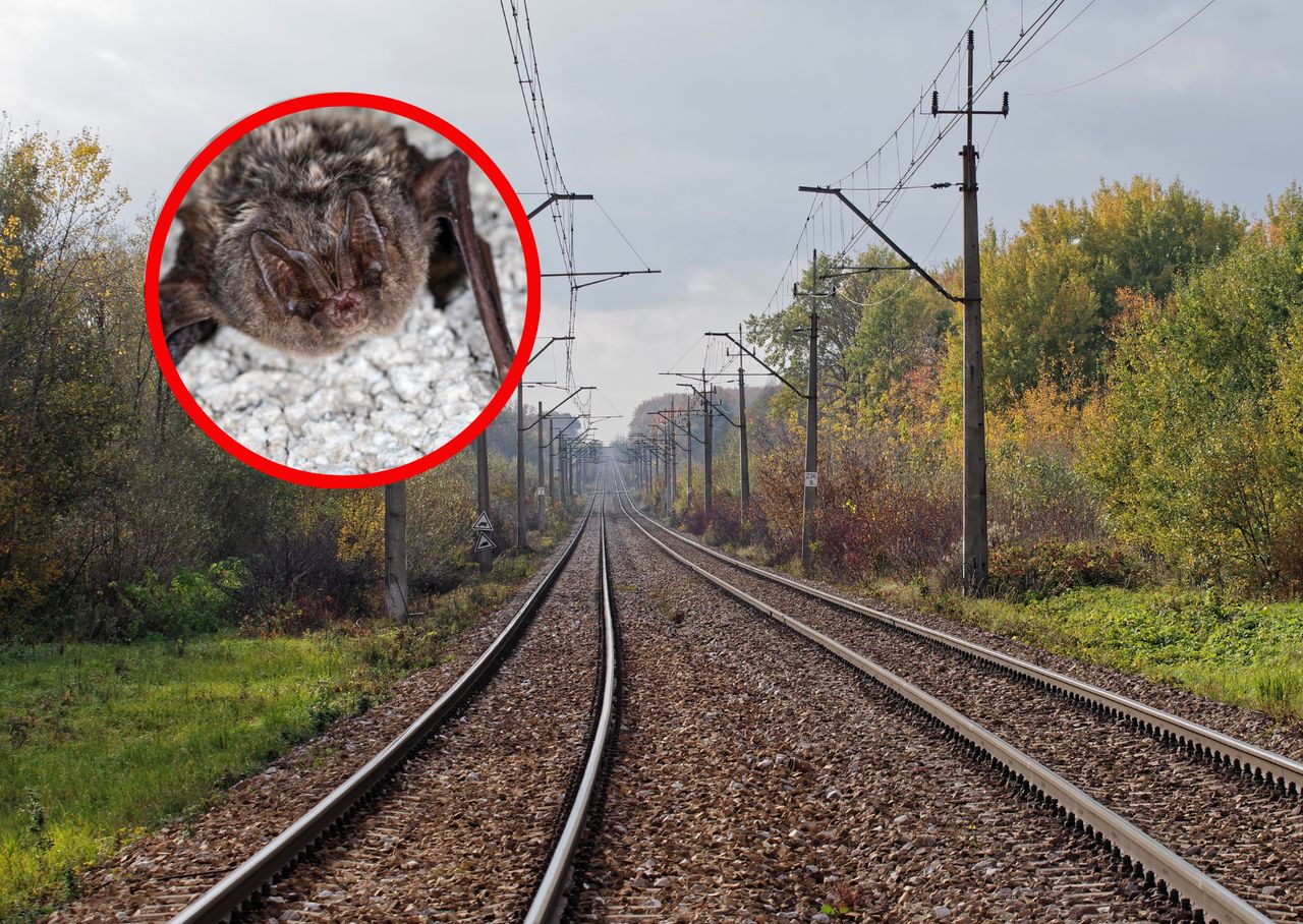 Remont torów na Dolnym Śląsku wstrzymany. Oto, co znaleźli