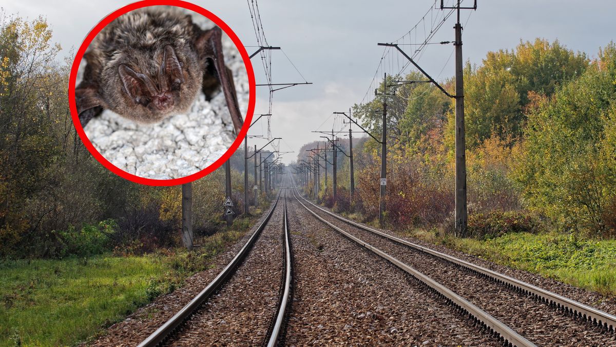 Inwestorzy tez muszą dbać o ochronę przyrody 