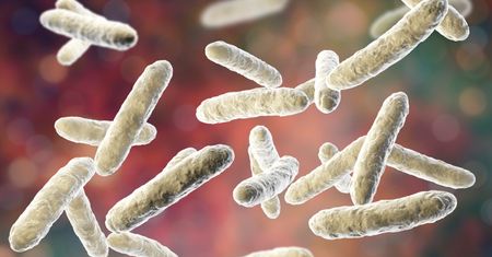 Lactobacillus – gatunki, występowanie i działanie