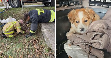 Bohaterska akcja ratunkowa – OTOZ Animals i strażacy uratowali trzy porzucone szczeniaki