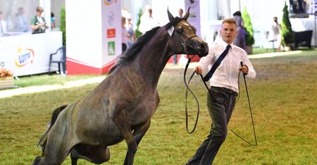 Afera wokół aukcji w Janowie. Nie wiadomo kto kupi konia za ponad 1 mln euro