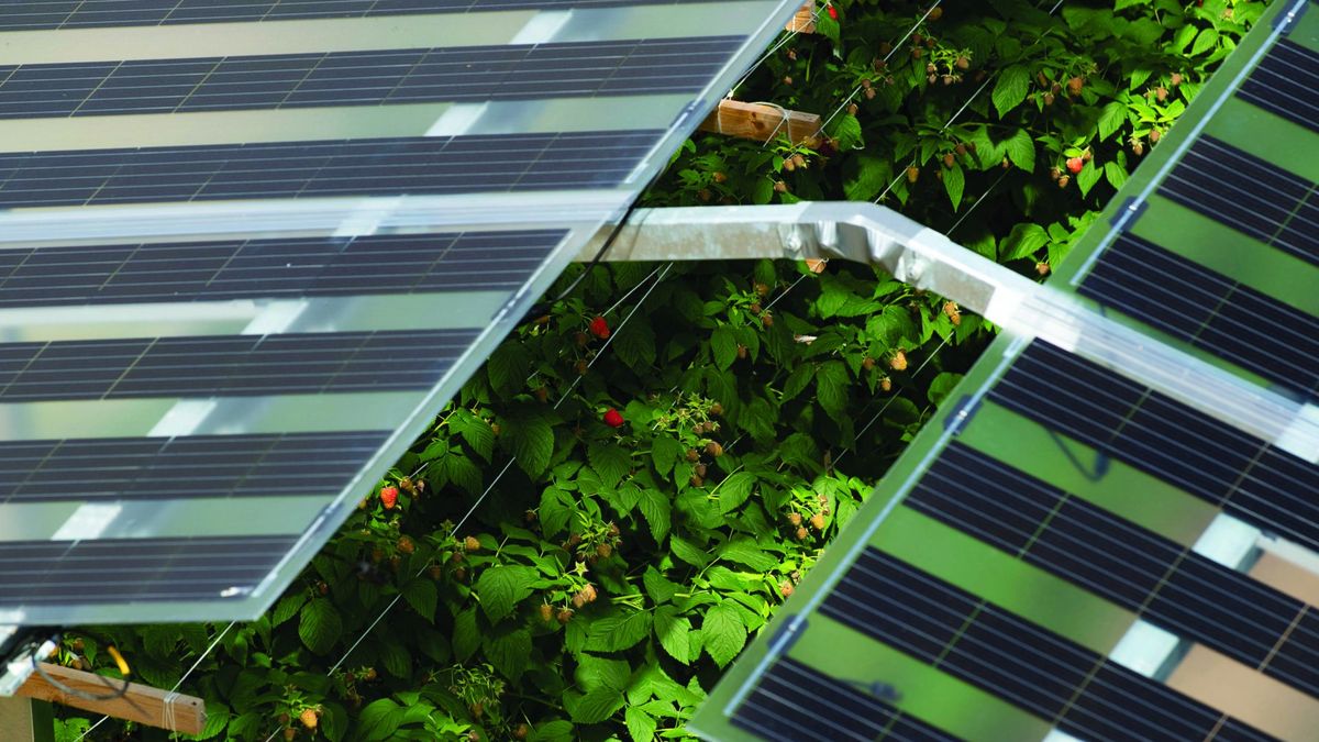 Agrofotowoltaika w Holandii. Fotowoltaika na polu z malinami