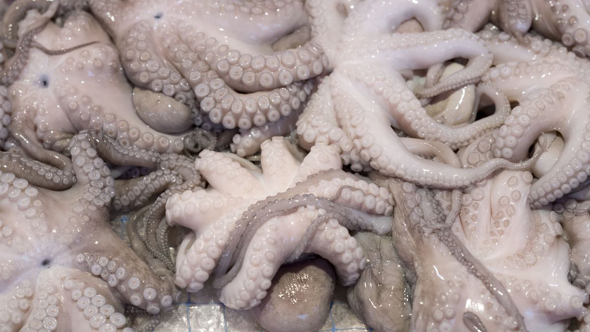 Wyłowione z wody ośmiornice.