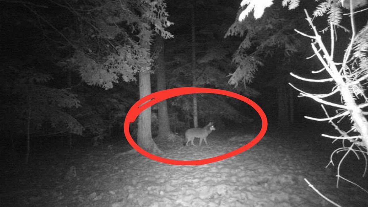 Nocny spacer wilka pod Daleszycami