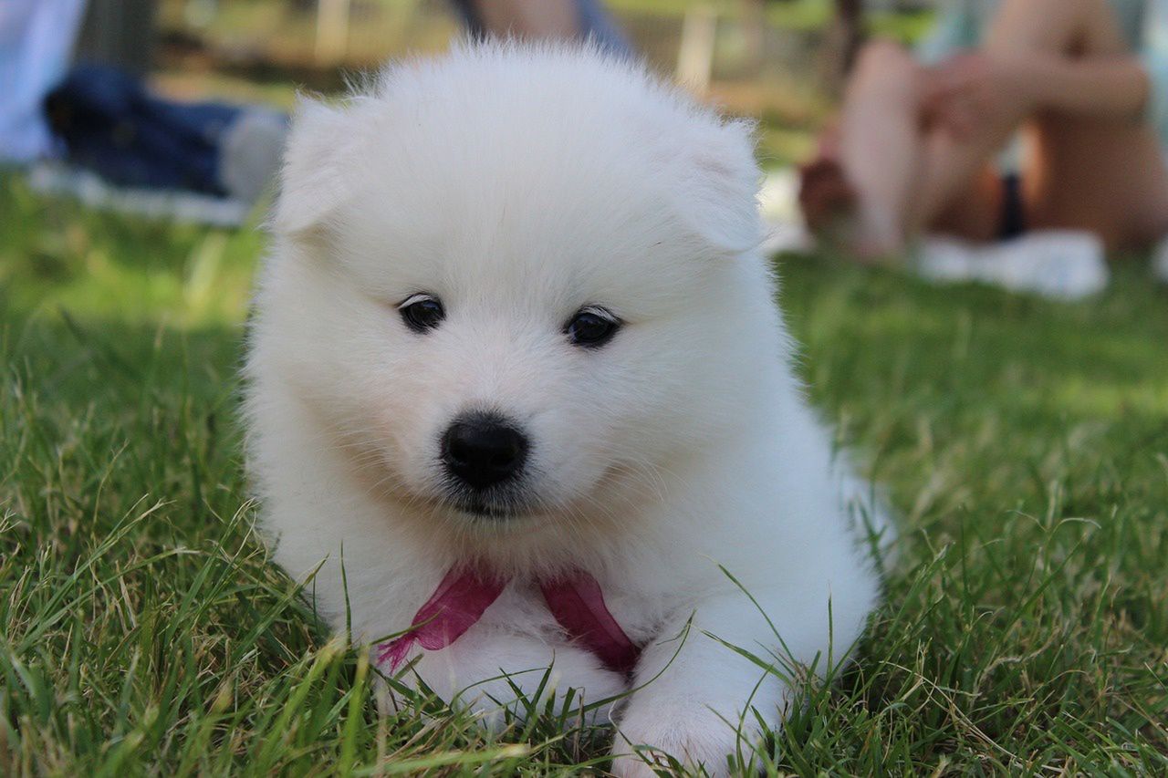 Samoyed